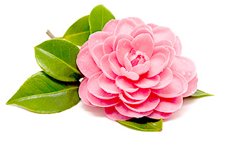 蜂花粉片-茶花粉－2